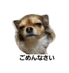 まかろん（個別スタンプ：6）
