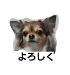 まかろん（個別スタンプ：7）