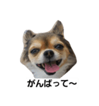 まかろん（個別スタンプ：8）