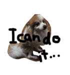 犬のPちゃん（個別スタンプ：3）