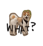 犬のPちゃん（個別スタンプ：6）