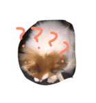 犬のPちゃん（個別スタンプ：7）