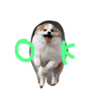 犬のPちゃん（個別スタンプ：8）