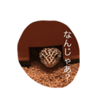 ヒョウモントカゲモドキのひょうちゃん（個別スタンプ：3）