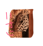 ヒョウモントカゲモドキのひょうちゃん（個別スタンプ：5）