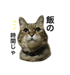 熟猫スタンプ（個別スタンプ：1）