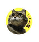 熟猫スタンプ（個別スタンプ：2）