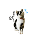 熟猫スタンプ（個別スタンプ：3）