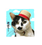 熟猫スタンプ（個別スタンプ：4）