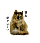 熟猫スタンプ（個別スタンプ：5）