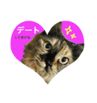 熟猫スタンプ（個別スタンプ：6）
