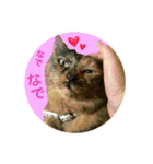 熟猫スタンプ（個別スタンプ：8）