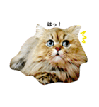 熟猫スタンプ（個別スタンプ：9）