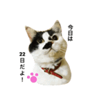 熟猫スタンプ（個別スタンプ：10）