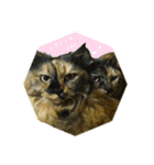 熟猫スタンプ（個別スタンプ：11）