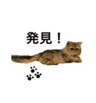 熟猫スタンプ（個別スタンプ：12）