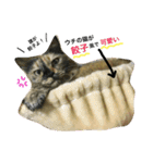 熟猫スタンプ（個別スタンプ：14）