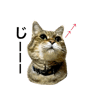 熟猫スタンプ（個別スタンプ：16）