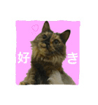 熟猫スタンプ（個別スタンプ：17）