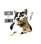 熟猫スタンプ（個別スタンプ：19）