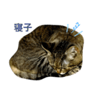 熟猫スタンプ（個別スタンプ：20）
