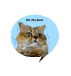 熟猫スタンプ（個別スタンプ：21）