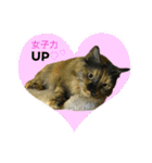 熟猫スタンプ（個別スタンプ：23）