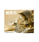 熟猫スタンプ（個別スタンプ：26）