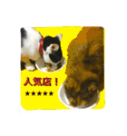 熟猫スタンプ（個別スタンプ：27）