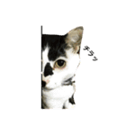 熟猫スタンプ（個別スタンプ：29）