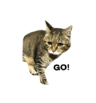 熟猫スタンプ（個別スタンプ：30）
