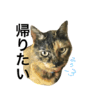 熟猫スタンプ（個別スタンプ：33）