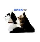 熟猫スタンプ（個別スタンプ：34）