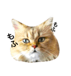 熟猫スタンプ（個別スタンプ：36）
