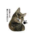 熟猫スタンプ（個別スタンプ：38）
