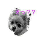 ふぬーぴー0815（個別スタンプ：1）