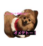 ふぬーぴー0815（個別スタンプ：8）