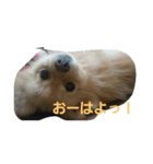 ふぬーぴー0815（個別スタンプ：15）
