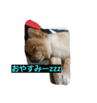 ふぬーぴー0815（個別スタンプ：16）