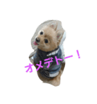 ふぬーぴー0815（個別スタンプ：17）