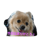 ふぬーぴー0815（個別スタンプ：23）
