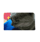 wao cat（個別スタンプ：1）