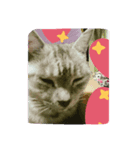 wao cat（個別スタンプ：2）