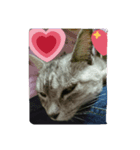 wao cat（個別スタンプ：3）