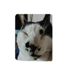 wao cat（個別スタンプ：4）
