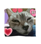 wao cat（個別スタンプ：5）