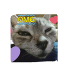 wao cat（個別スタンプ：7）