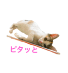 ミケニコ2（個別スタンプ：4）