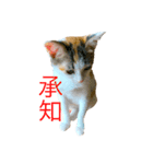 ミケニコ2（個別スタンプ：8）