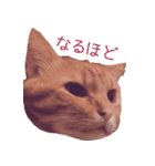 cocotan2017（個別スタンプ：1）
